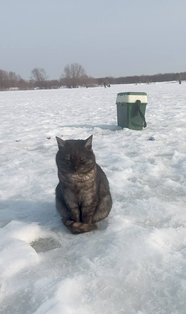Котовторник же!
