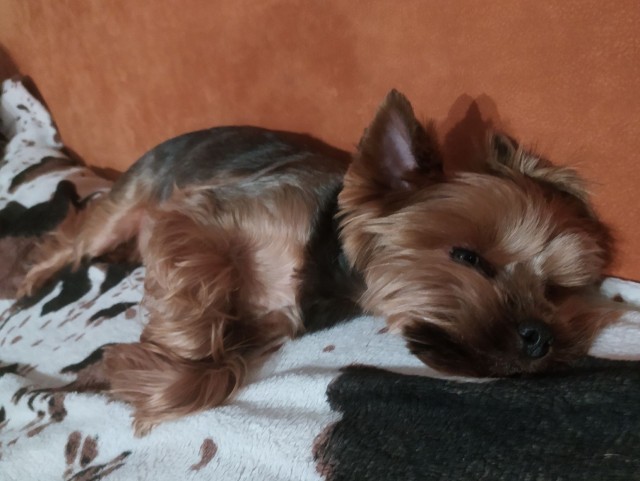 Собакочетверг же, но кошку из фото не выкинешь