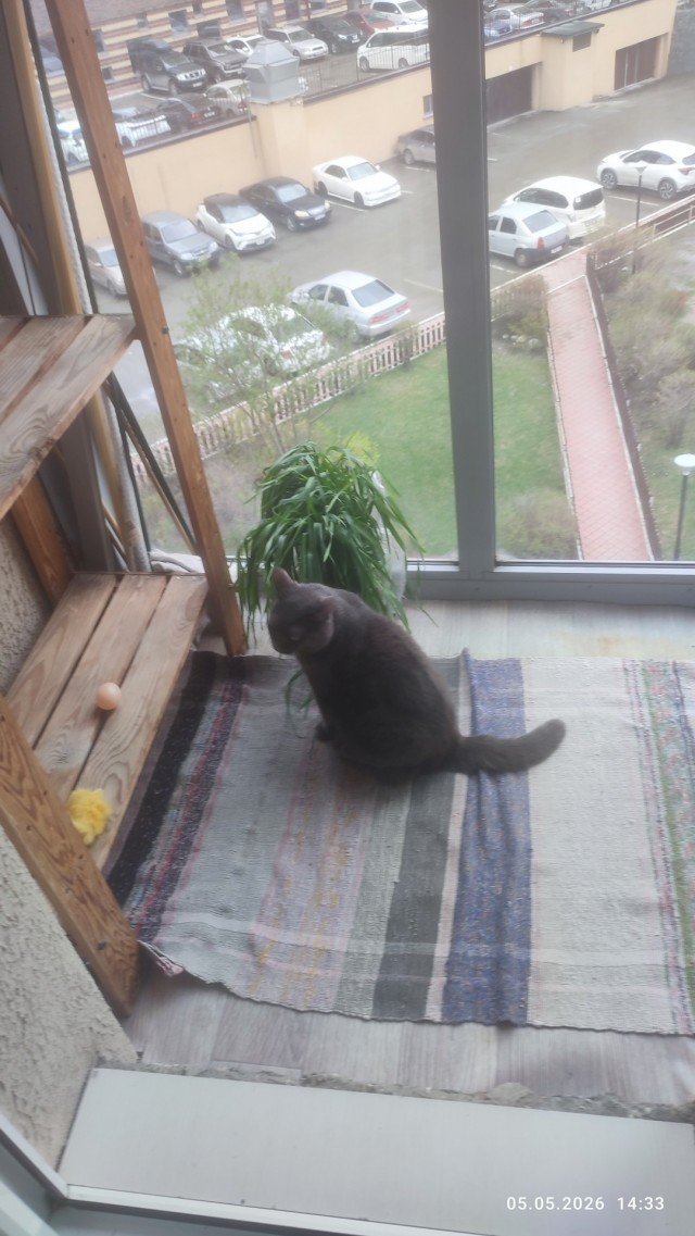 Как отключить защитные настройки кота?