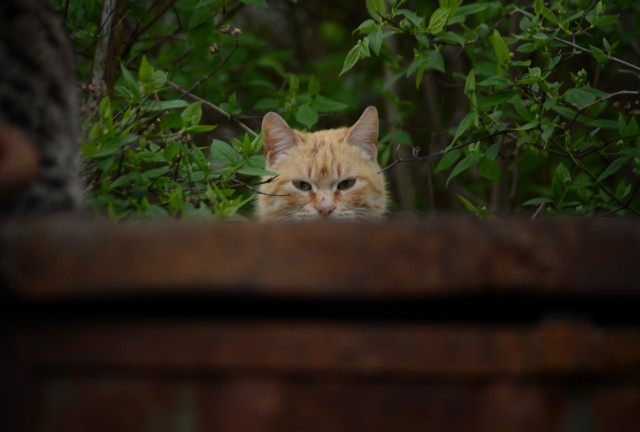 Шикарный кот