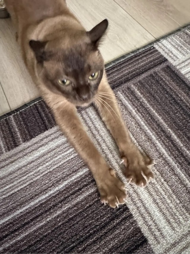 Вторник. Котовторник