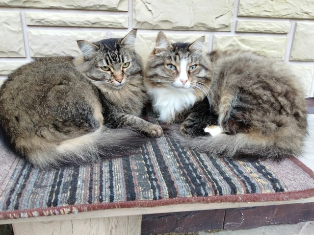 Раз котовторник, то получите )