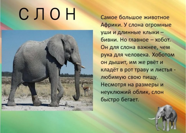 В Индии мама-слониха спасла слоненка, которого унесло сильным течением