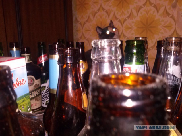 Котовторник 26.11.2013