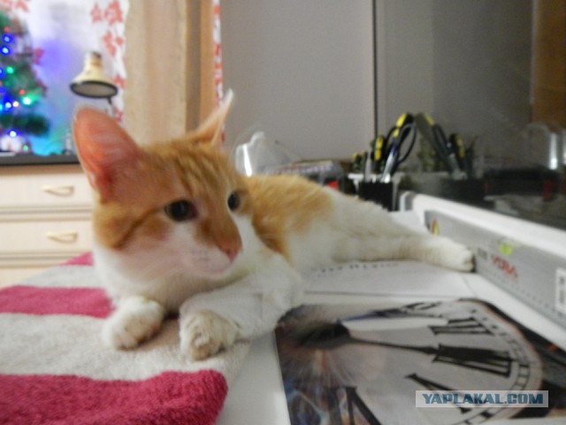 Ищу хозяев для кота (в Уфе)