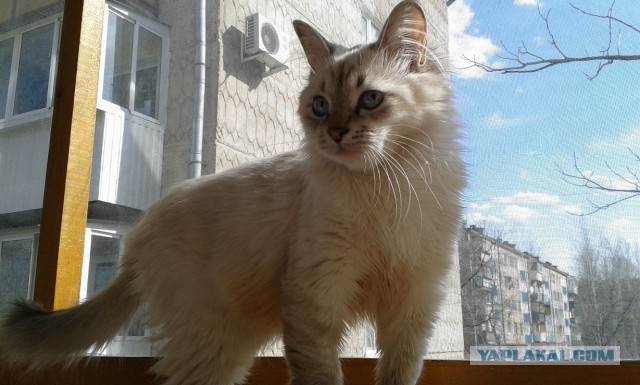 Котовторник   15.04.2014