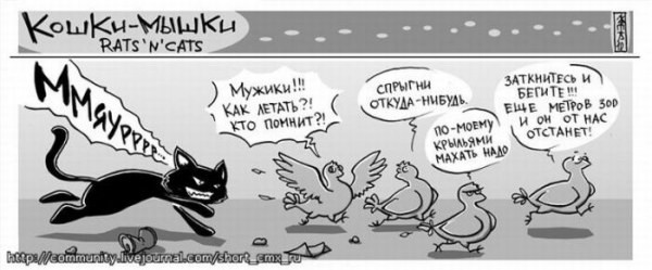 Кошки мышки