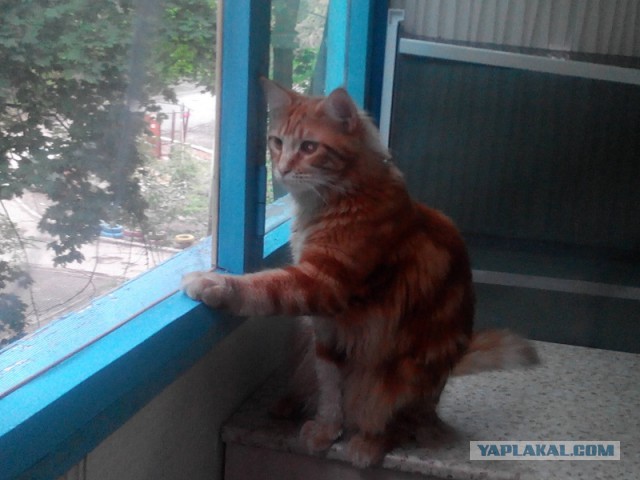 Котовторник 17.06.2014
