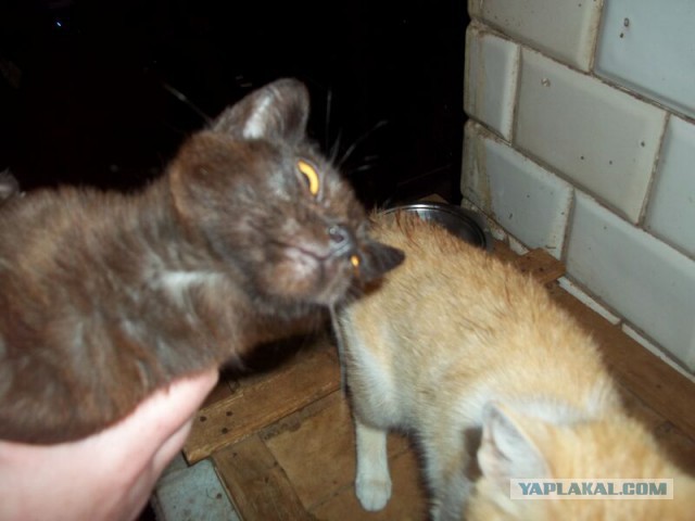 Жизнь домашнего приюта для котеек 18