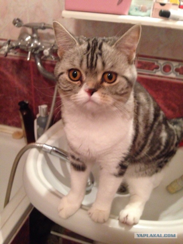 Котовторник 02.09.2014