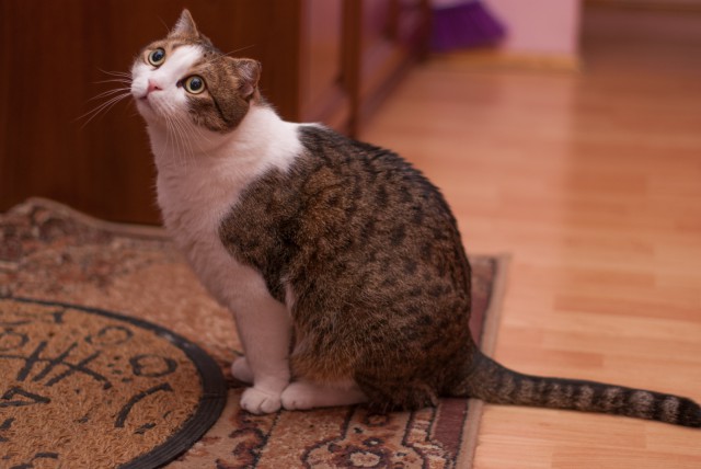 Котовторник 16.09.14