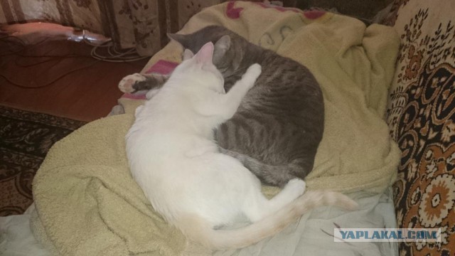 А как спит ваш кот?