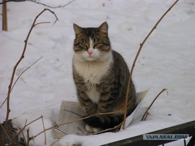 Кот с бумажкой