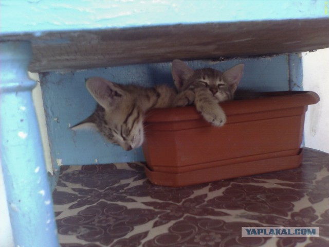 Муж вернулся с тремя котятами