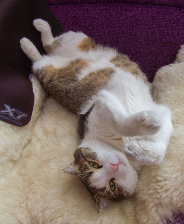 Котовторник 07 04 2015