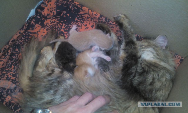Новорожденные котята, вечный тренд =)