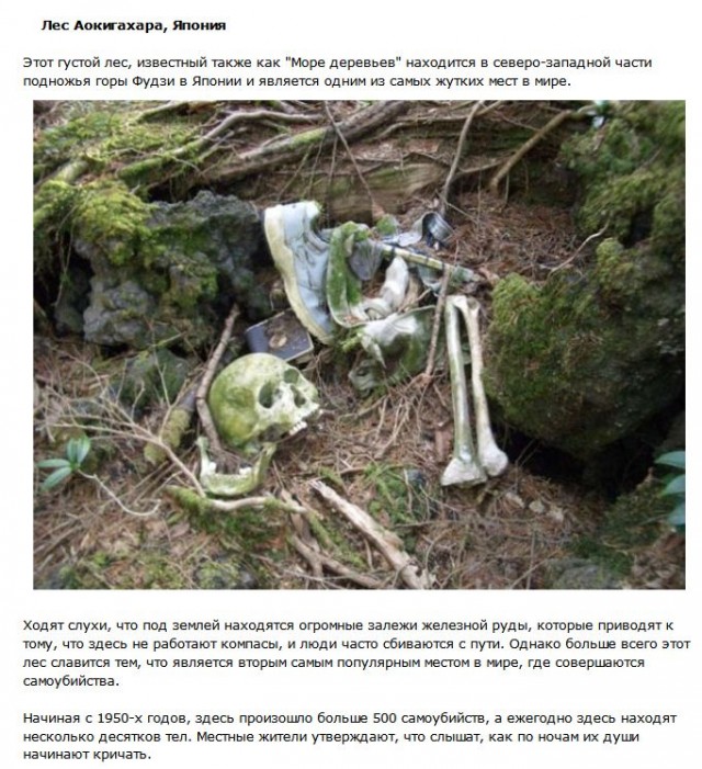 Топ-10 таинственных лесов