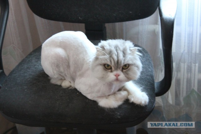 Как я побрил кота