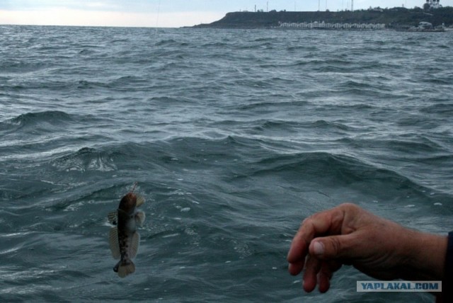 Одесская рыбалочка!