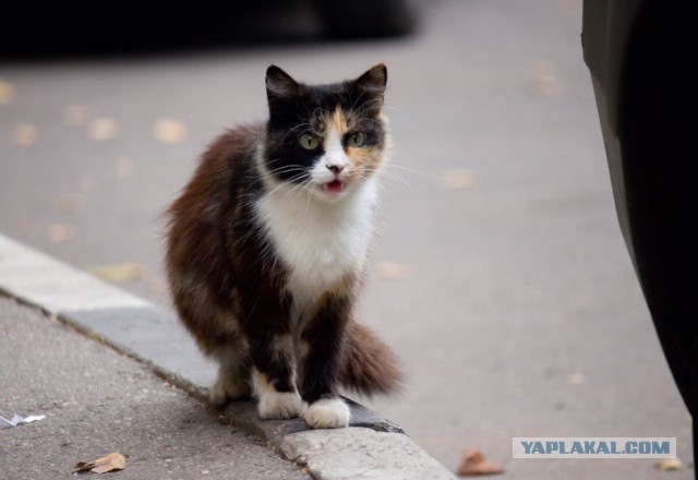 Котовторник 20.10.2015