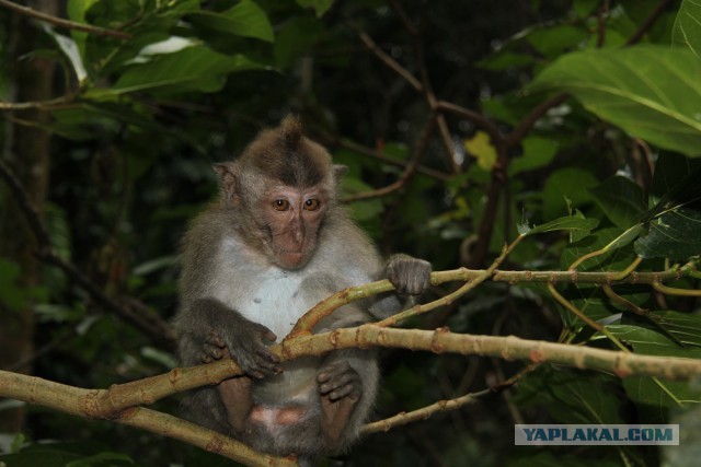 Самостоятельное путешествие в Шри-Ланку