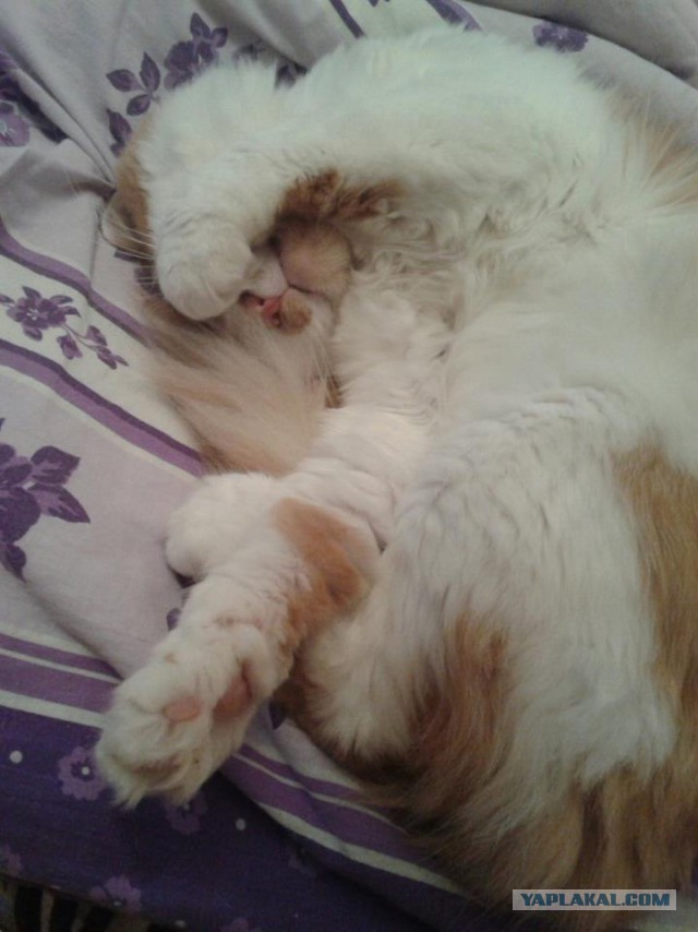 Котовторник 02.02.2016
