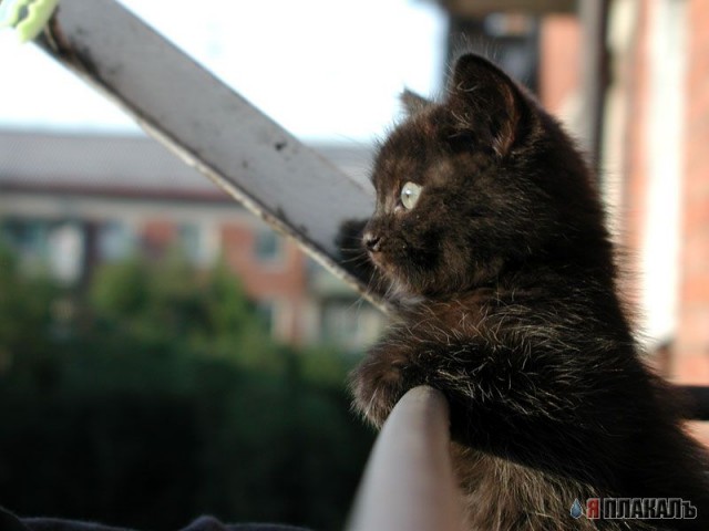 Сочинские КАШАКИ!!!