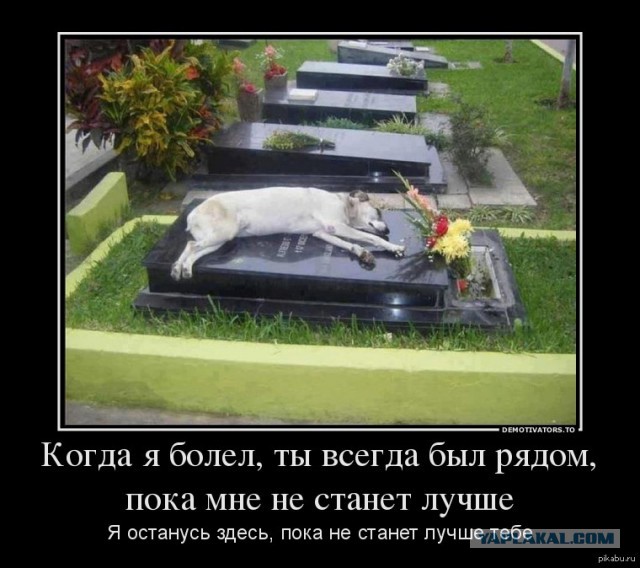 Пёс вернулся домой через 10 лет