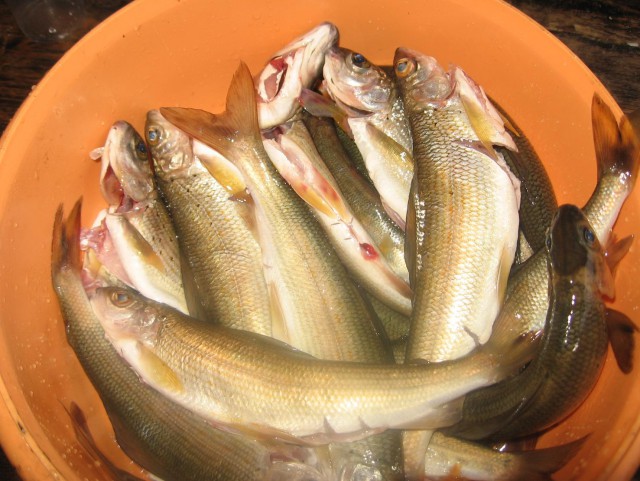 Большой Сплав - 2012