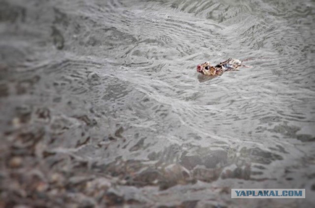 В мире животных: сказка о маленьком, но очень храбром мышонке