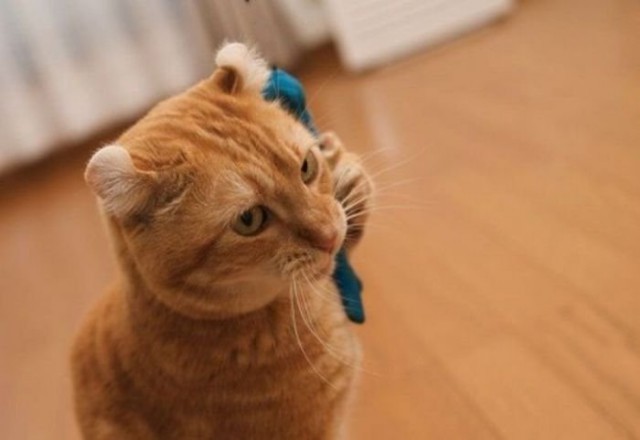 Демы к котовторнику!