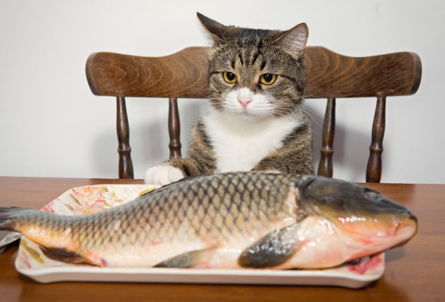 Коты из сети
