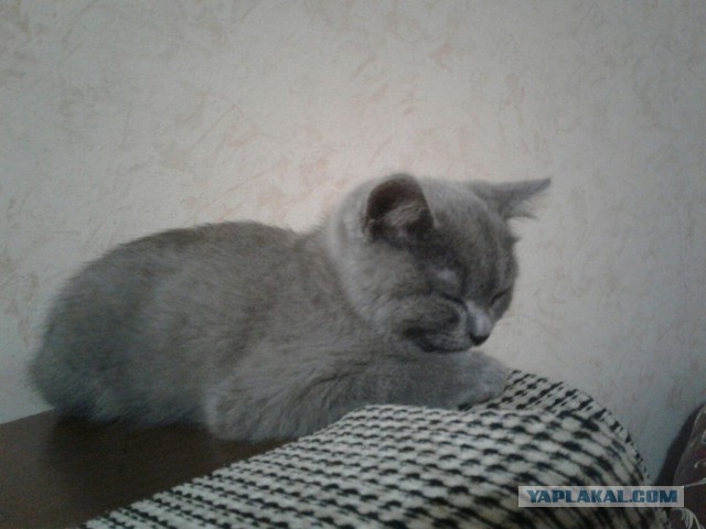Котовторник 07.02.2017