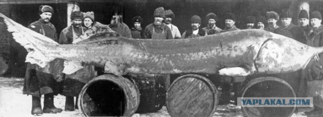 600 кг белугу выловили в Каспийском море