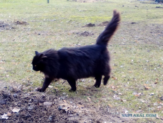 Котовторник 13.06.2017