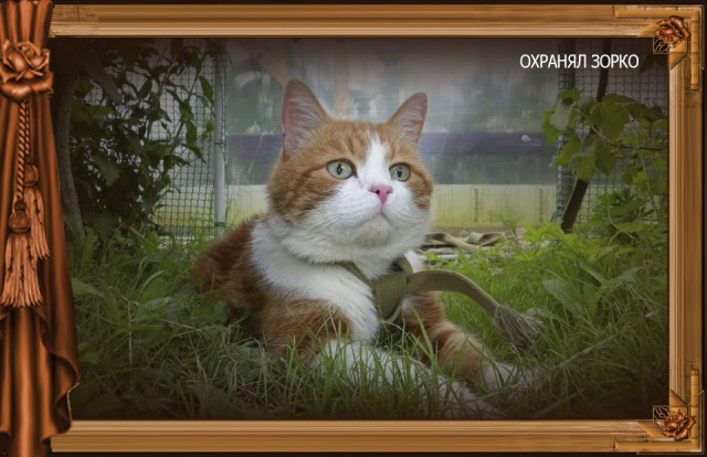 Сказка Репка диафильм (к котовторнику)