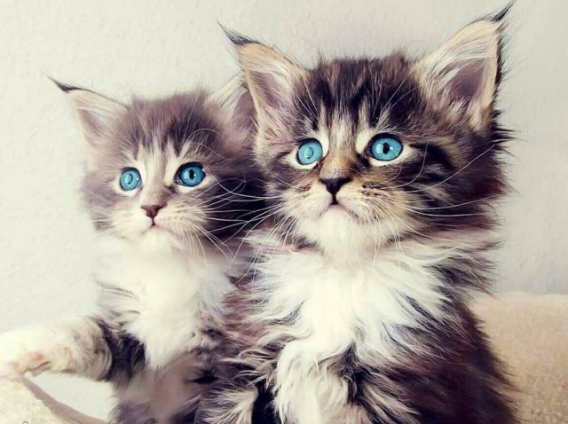 Коты и Кошки