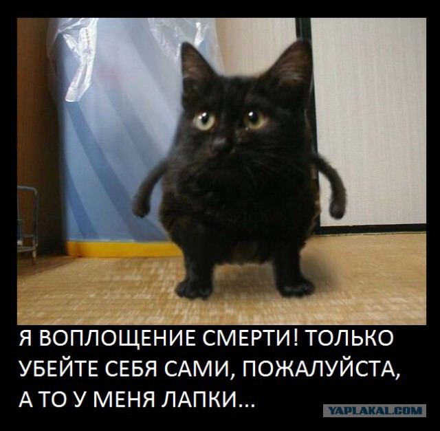 Злой котёнок стал звездой бейсбольного матча