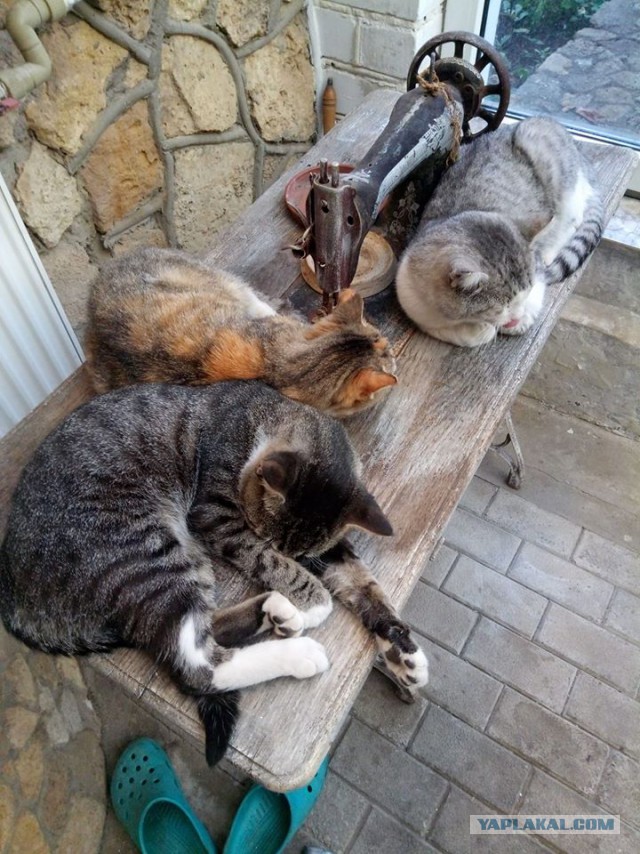 Котовторник 03.10.17.