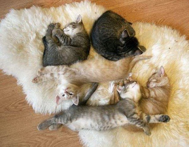 Коты и Кошки