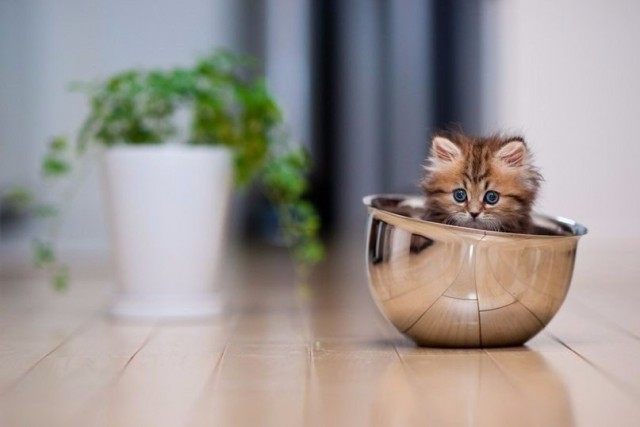 Коты и Кошки
