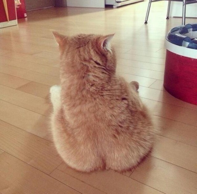 Коты и Кошки