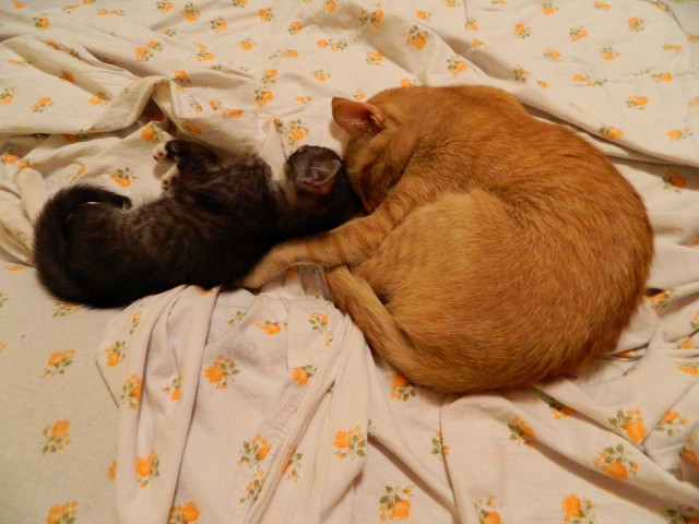 “Не бойся, я всё знаю!” Приютский кот принял бездомного котенка, как родного
