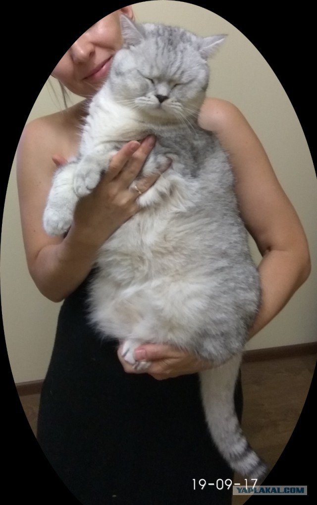 Взяли себе хозяина