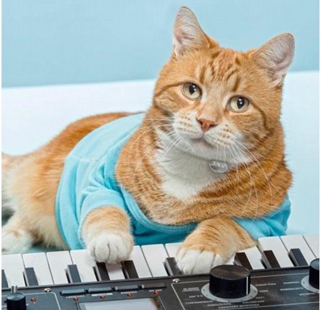 Фотобомбы котов