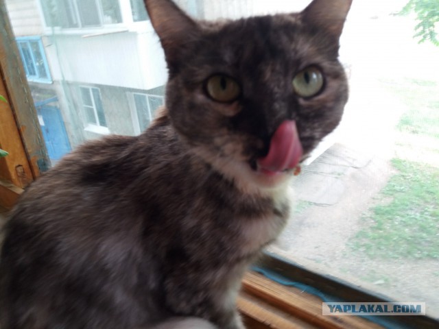 Котовторник 26.06.2018