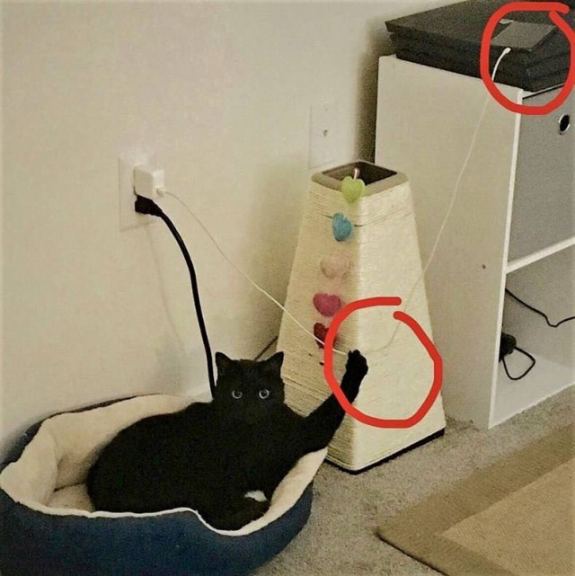 Прикольных котов пост