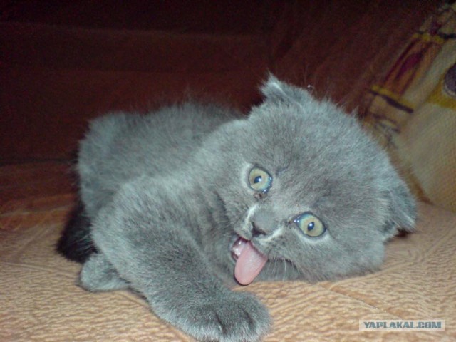 Котовторнику Да (09.12.08)