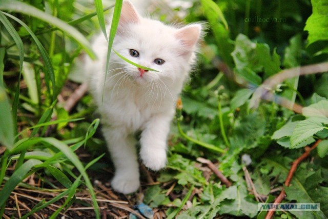 Котовторник на 22 июня