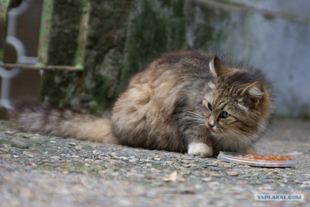It's Catursday Fever! (Котовторник)